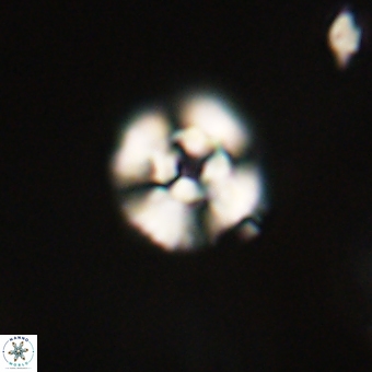 Cyclagelosphaera paez rayesii 67311
