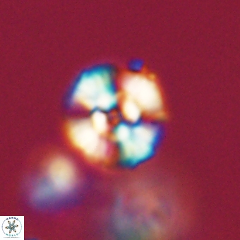 Cyclagelosphaera paez rayesii 67315