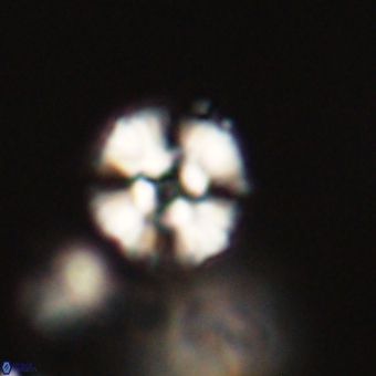 Cyclagelosphaera paez rayesii 67316