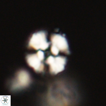 Cyclagelosphaera paez rayesii 67316