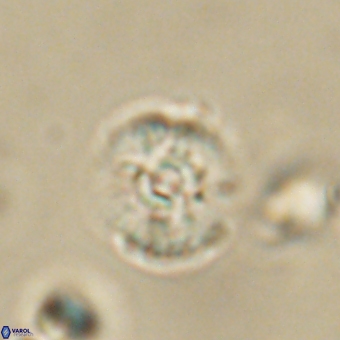 Cyclagelosphaera paez rayesii 67317