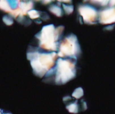 Cyclagelosphaera paucisegmenta 12649