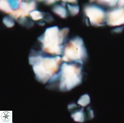Cyclagelosphaera paucisegmenta 12649