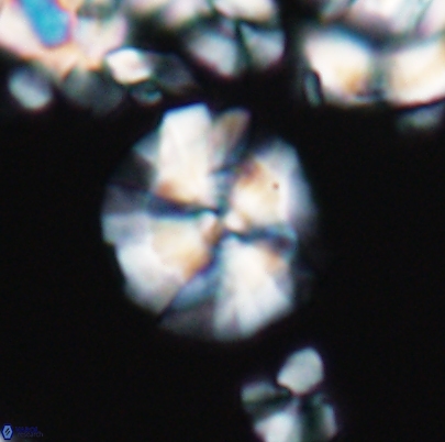 Cyclagelosphaera paucisegmenta 12650