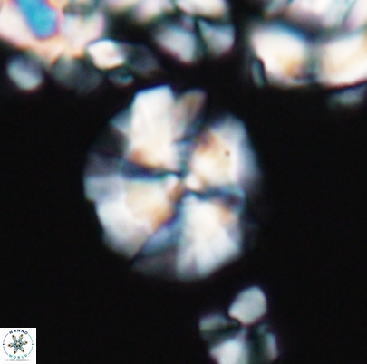 Cyclagelosphaera paucisegmenta 12650
