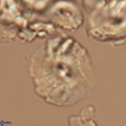Cyclagelosphaera paucisegmenta 12652