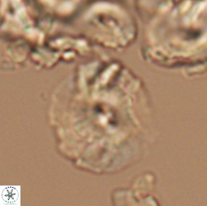 Cyclagelosphaera paucisegmenta 12652