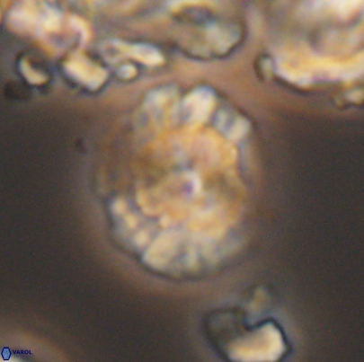 Cyclagelosphaera paucisegmenta 12653