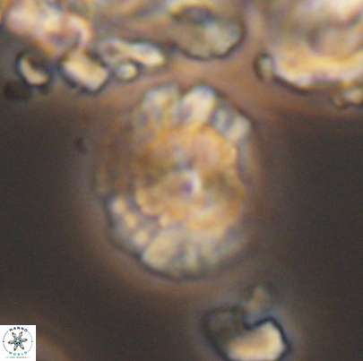 Cyclagelosphaera paucisegmenta 12653