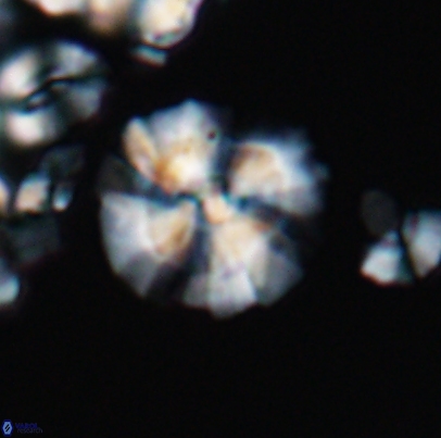 Cyclagelosphaera paucisegmenta 12654