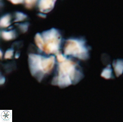 Cyclagelosphaera paucisegmenta 12654
