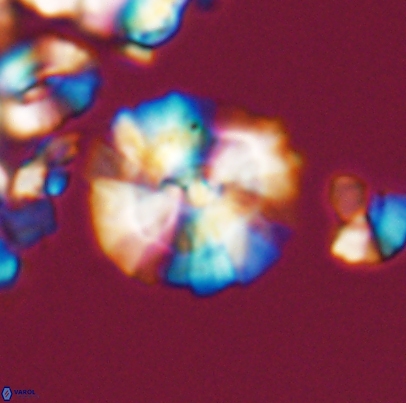 Cyclagelosphaera paucisegmenta 12655