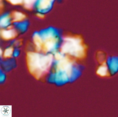 Cyclagelosphaera paucisegmenta 12655