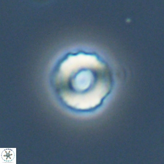 Cyclagelosphaera perforata 41518