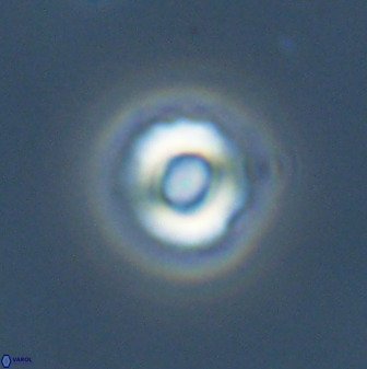 Cyclagelosphaera perforata 41519
