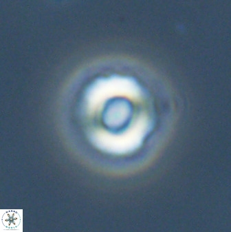 Cyclagelosphaera perforata 41519