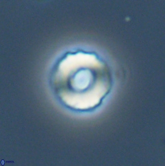 Cyclagelosphaera perforata 41520