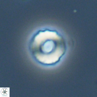 Cyclagelosphaera perforata 41520