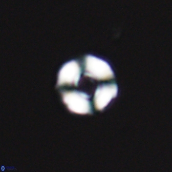 Cyclagelosphaera perforata 13760