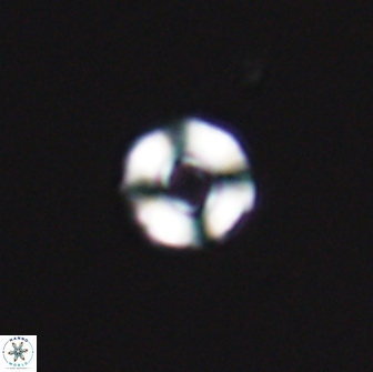Cyclagelosphaera perforata 13760