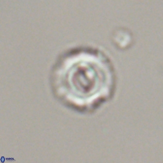 Cyclagelosphaera perforata 13761