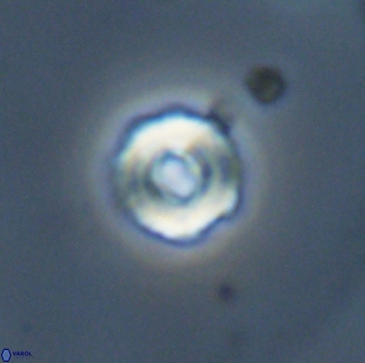 Cyclagelosphaera perforata 13762