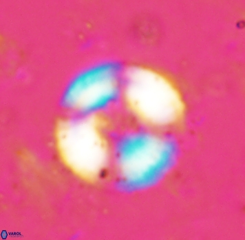 Cyclagelosphaera spp1854