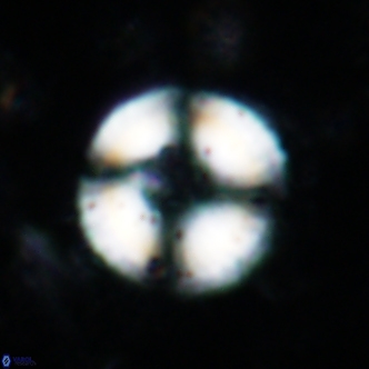 Cyclagelosphaera spp1853