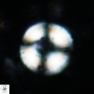 Cyclagelosphaera spp1853