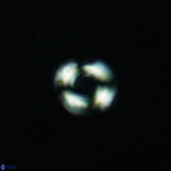 Cyclagelosphaera perforata 3011