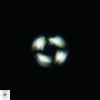 Cyclagelosphaera perforata 3011