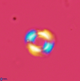 Cyclagelosphaera perforata 3012