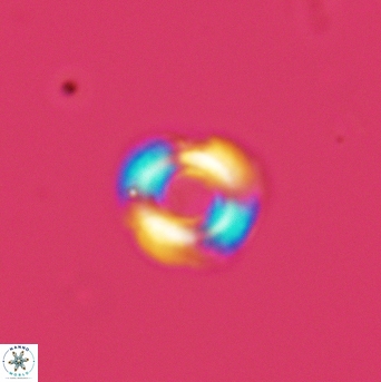 Cyclagelosphaera perforata 3012