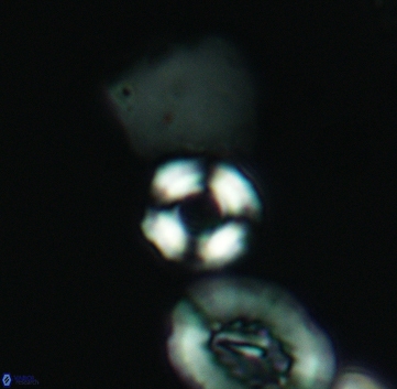 Cyclagelosphaera perforata 3224