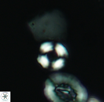 Cyclagelosphaera perforata 3224