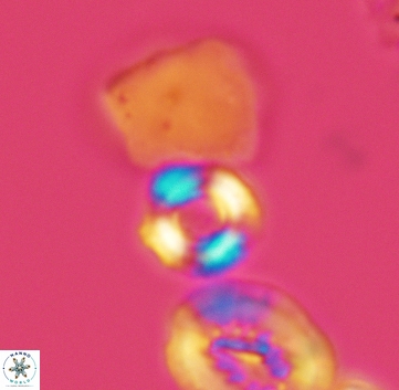 Cyclagelosphaera perforata 3225
