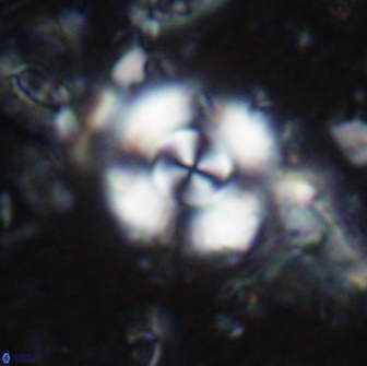 Cyclagelosphaera reinhardtii 15486
