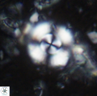 Cyclagelosphaera reinhardtii 15486