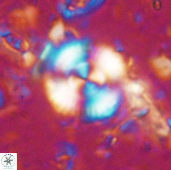 Cyclagelosphaera reinhardtii 15487