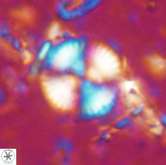 Cyclagelosphaera reinhardtii 15488
