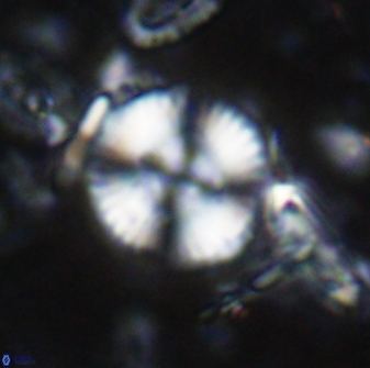 Cyclagelosphaera reinhardtii 15489