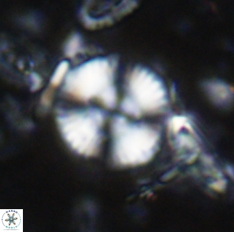 Cyclagelosphaera reinhardtii 15489