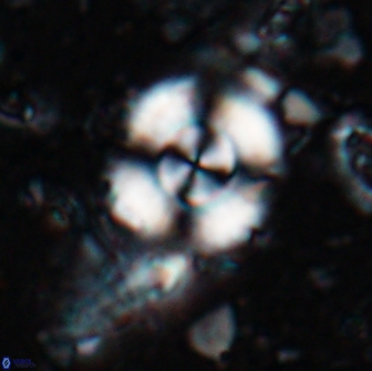 Cyclagelosphaera reinhardtii 15494