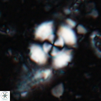 Cyclagelosphaera reinhardtii 15494