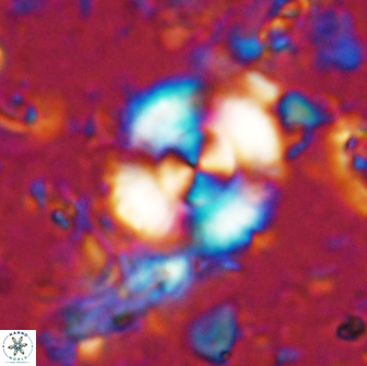 Cyclagelosphaera reinhardtii 15495