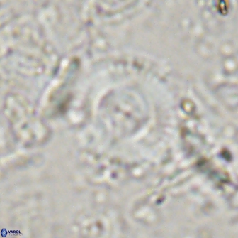 Cyclagelosphaera reinhardtii 15490