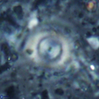 Cyclagelosphaera reinhardtii 15492