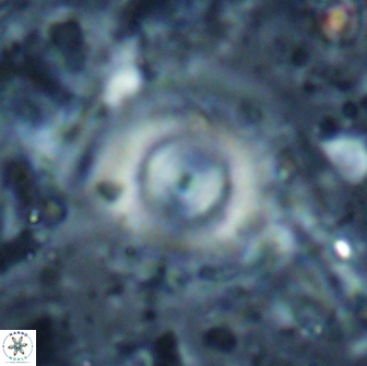 Cyclagelosphaera reinhardtii 15492