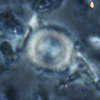 Cyclagelosphaera reinhardtii 15493
