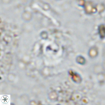 Cyclagelosphaera reinhardtii 35754
